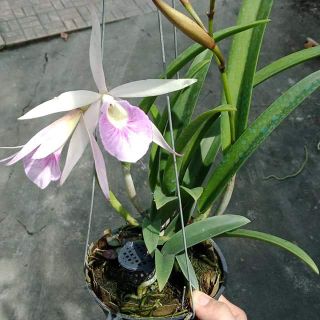 Lan Brass trưởng thành hoa sổ số