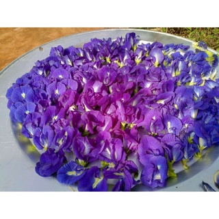 Hạt giống hoa đậu biếc siêu rẻ