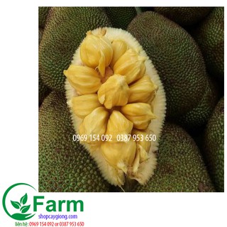 cây mít tố nữ