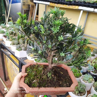 Giá sốc - Cây tùng la hán bonsai để bàn