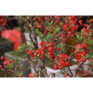 BỘ HẠT GIỐNG MAI ĐỎ NHẬT BẢN - CÁNH HOA DÀY ĐẸP