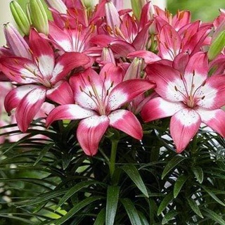 Củ ly lùn thơm, Củ TULIP Hà Lan mix đủ màu