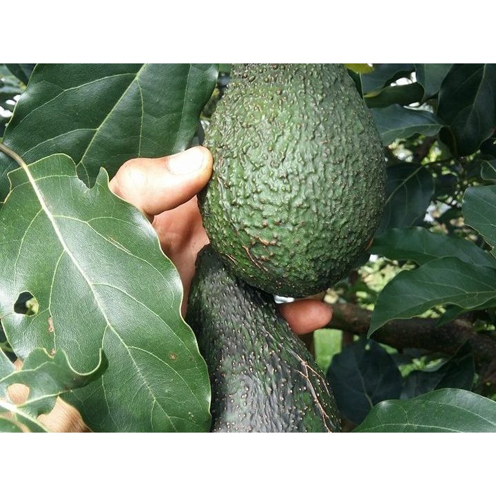 bơ pinkerton giống (cây ghép siêu sớm)