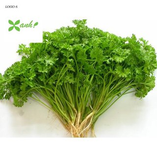 Hạt giống Ngò Tây (Rau Mùi Xoăn) (1g)