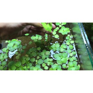 BÈO NHẬT THỦY SINH