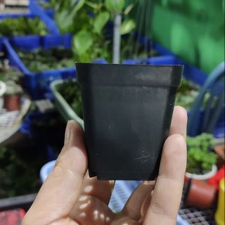 Combo 5 chậu nhựa đen size 5cm