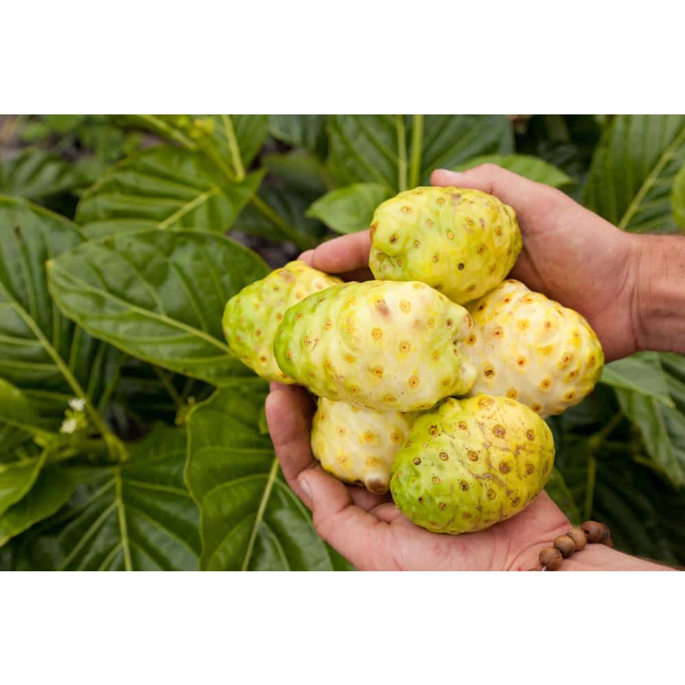Trái nhàu tươi già trắng