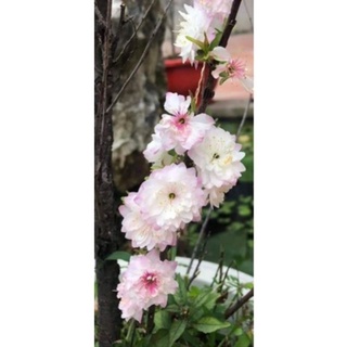 Nhất chi mai cây giống
