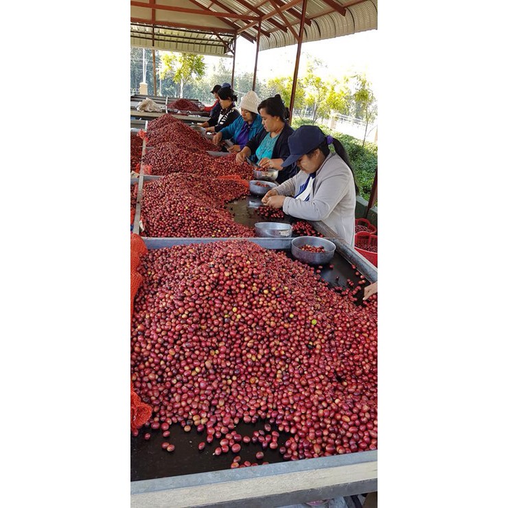 [GÍA SỈ] 1kg Cà Phê Hạt Robusta Nguyên Chất Rang Mộc 100%