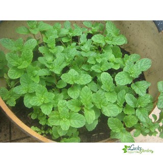0.1g hạt giống húng bạc hà xtra