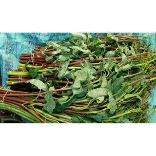 HẠT GIỐNG RAU MUỐNG ĐỎ THÁI LAN