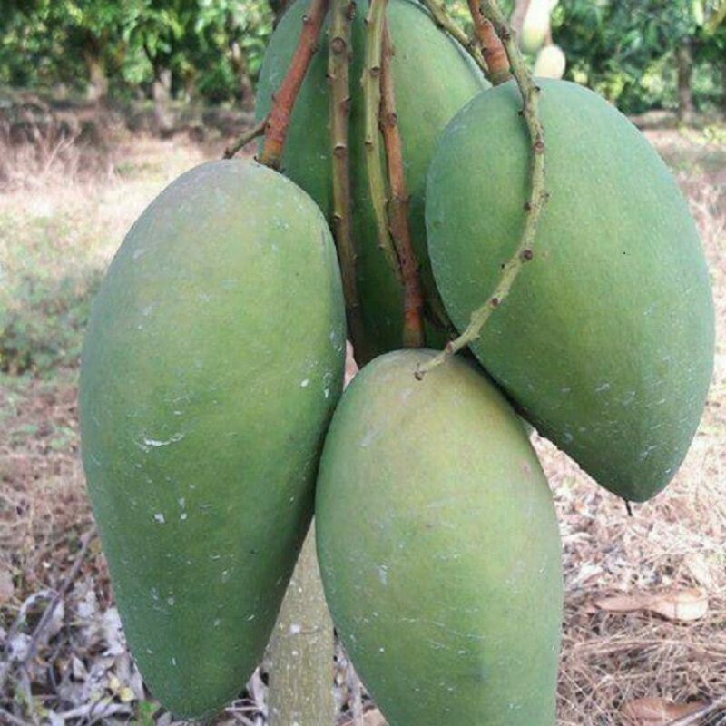 Cây giống xoài đài loan