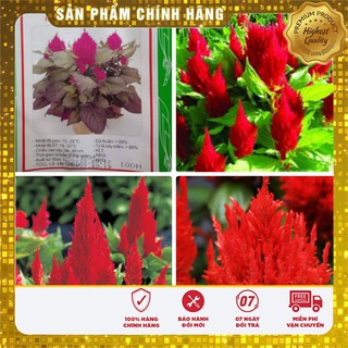 Hạt Giống Hoa Mào Gà Lửa Đỏ(100 hạt)