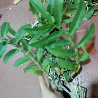 Trầm bảng Thái
