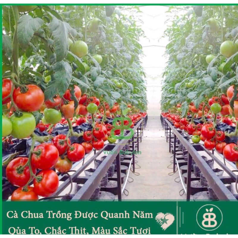 2-3 Cây cà chua cho quả to, mọng và sai trái