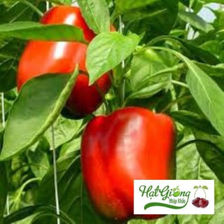 20 hạt giống ớt chuông đỏ LINH NGOC