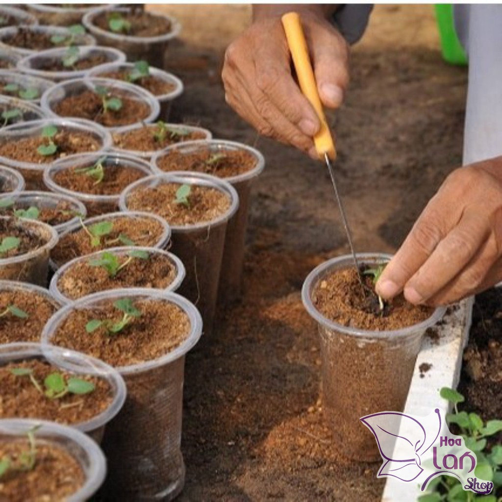Mụn xơ dừa [ đã qua xử lý ]- giá thể trồng cây 1kg