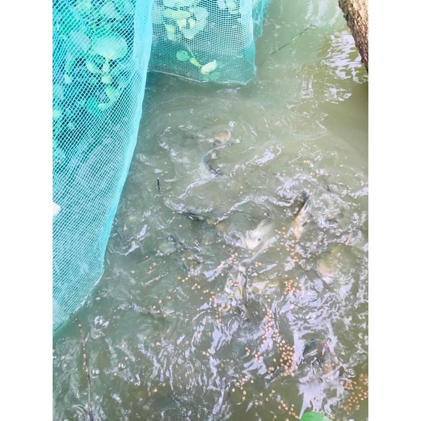 Mùng _Dèo_Vèo_Tráng nuôi cá, ếch 2m x 2m, 2m x 4m, 2m x 3m