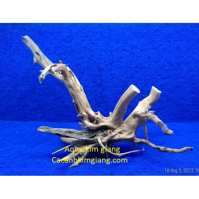 Lũa hải sa quỳ cao cấp cho bể cá Thủy sinh