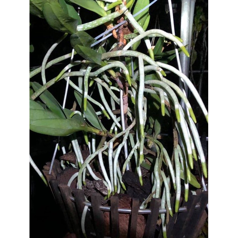 Kích rễ phong lan T++ siêu hot 15ml