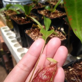 nắp ấm mini siêu dễ thương
