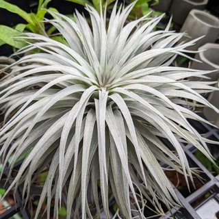 Cây không khí, Tillandsia Houston, Cây không khí, Bán cạn, cây công trình, trang trí tiểu cảnh