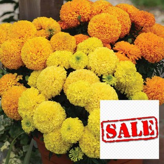 Hạt giống cúc vạn thọ mix màu 50  hạt SALE