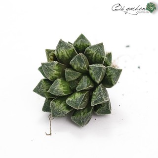 Sen Đá Kim Cương Haworthia Picta Hyb (3-4cm)