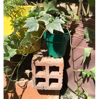 Cây thường xuân (nguyệt quế/ vạn niên)