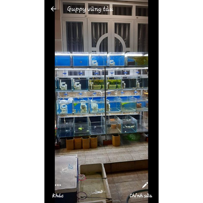 Hồ Cá Guppy 30.40.30