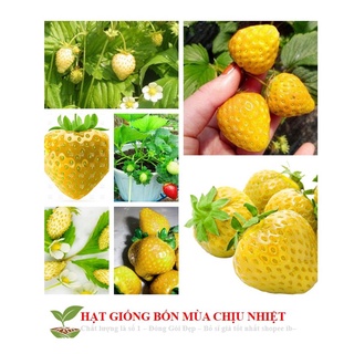 Hạt giống dâu tây vàng 50h