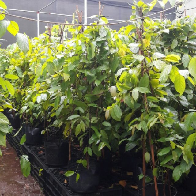 Cây Hoa sứ quân tử