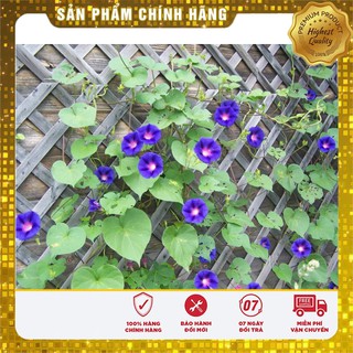 Bộ gói hạt giống Bìm (hoa bìm bìm)
