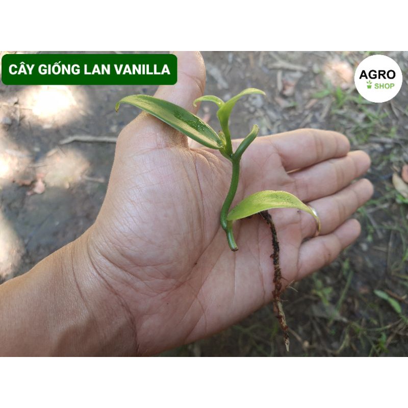 Cây Giống Vanilla - Lan Vani (Lô: 1 Cây)