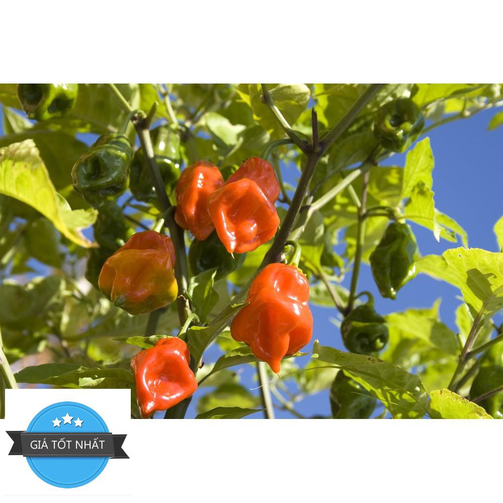 5 Hạt Giống Ớt Cay Habanero Scoville Giống Ớt Cay Nhất Thế Giới Giống Nhập Ngoại 5 Màu