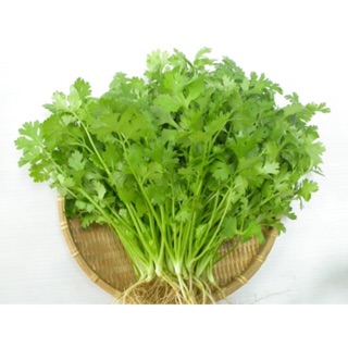 Hạt giống rau mùi (ngò) 50g