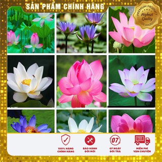 Hạt Giống Sen Nước Mix( 5 hạt - 5 màu)