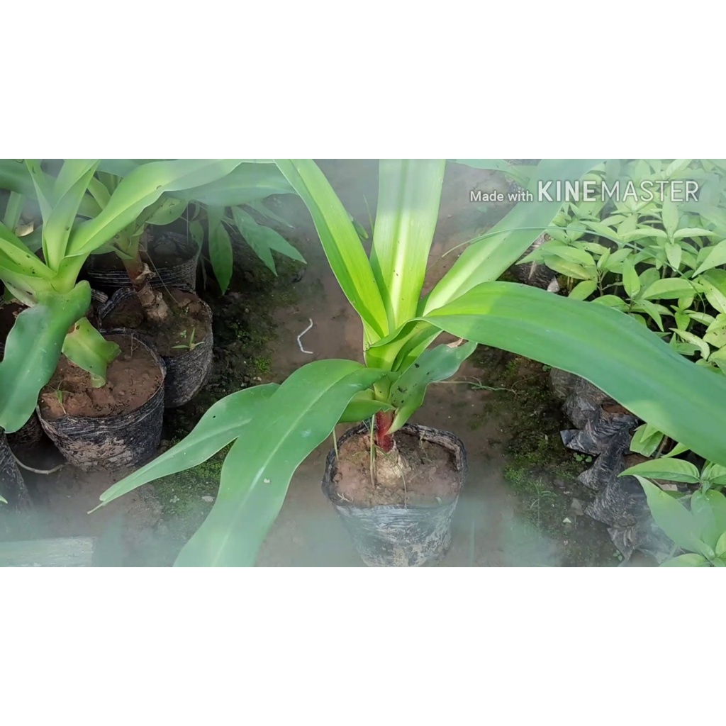 Cây trinh nữ hoàng cung - Củ giống 100g