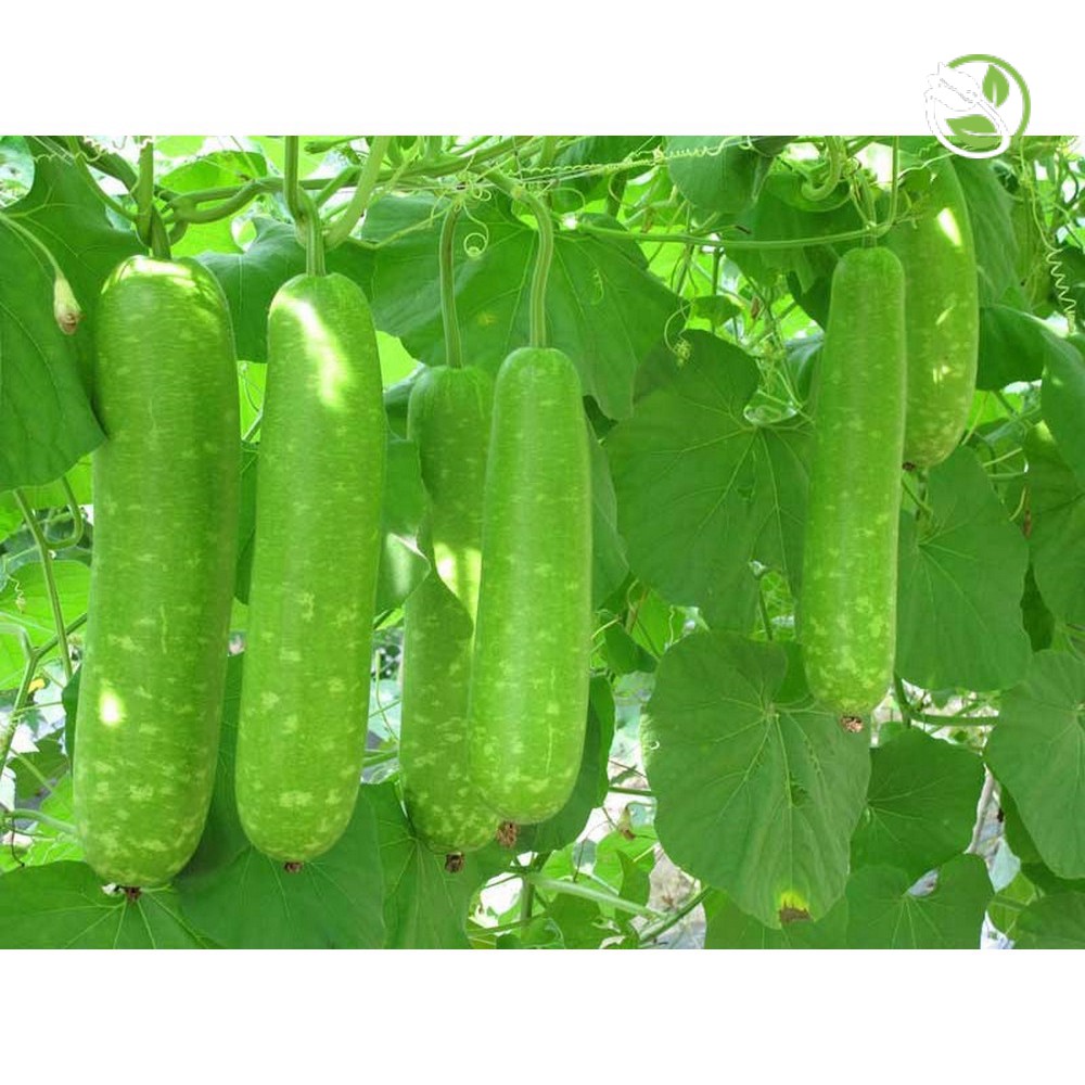 Hạt giống Bầu sao F1 PN-779 Phú Nông- Gói 1g - F1 Hybrid Bottle Gourd