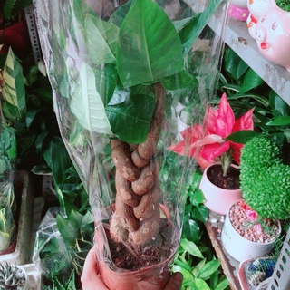 Kim ngân thắt bính 3 thân