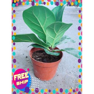 Cây Bàng Singapore