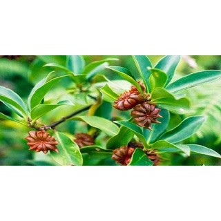 BỘT HOA HỒI LẠNG SƠN NGUYÊN CHẤT