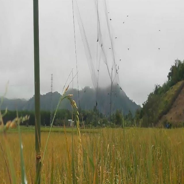 Lưới bẫy chim tàng hình Thái Lan cao 5m đủ size đủ loại 50m từ chào mào, sẻ, cu gáy, cò, cuốc, gà rừng...