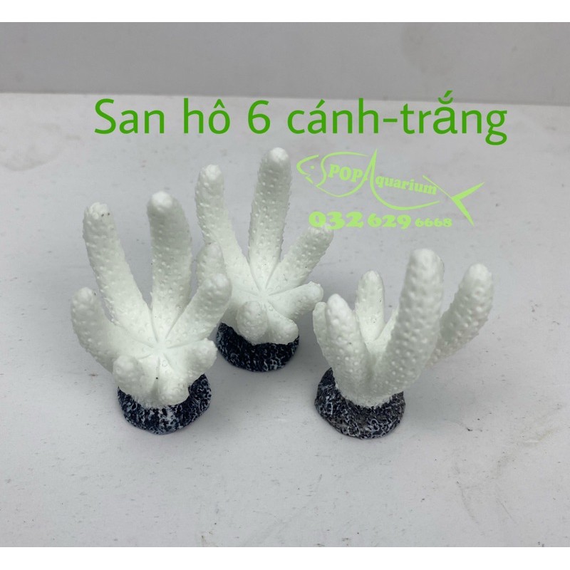 San hô trang trí bể cá nhỏ