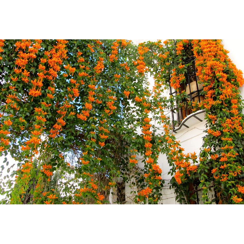 Cây hoa đăng tiêu - Cây cảnh sân vườn + tặng phân bón cho cây