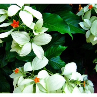 Cây bươm bạc