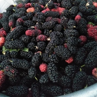 Nước cốt dâu tằm/ dâu tằm ngâm đường