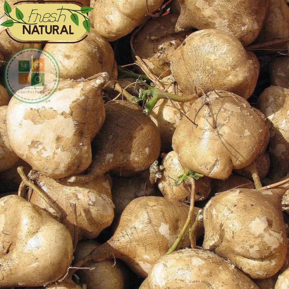 Hạt giống củ đậu Đài Loan, giòn ngọt năng suất cao