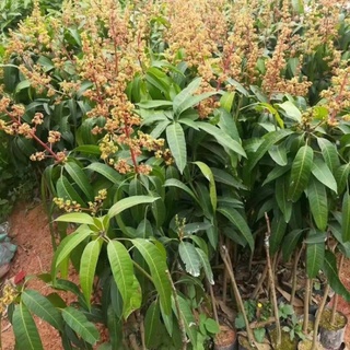 cây xoài tím thái lan