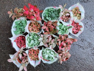Cẩm Nhung (lá may mắn) đỏ đậm